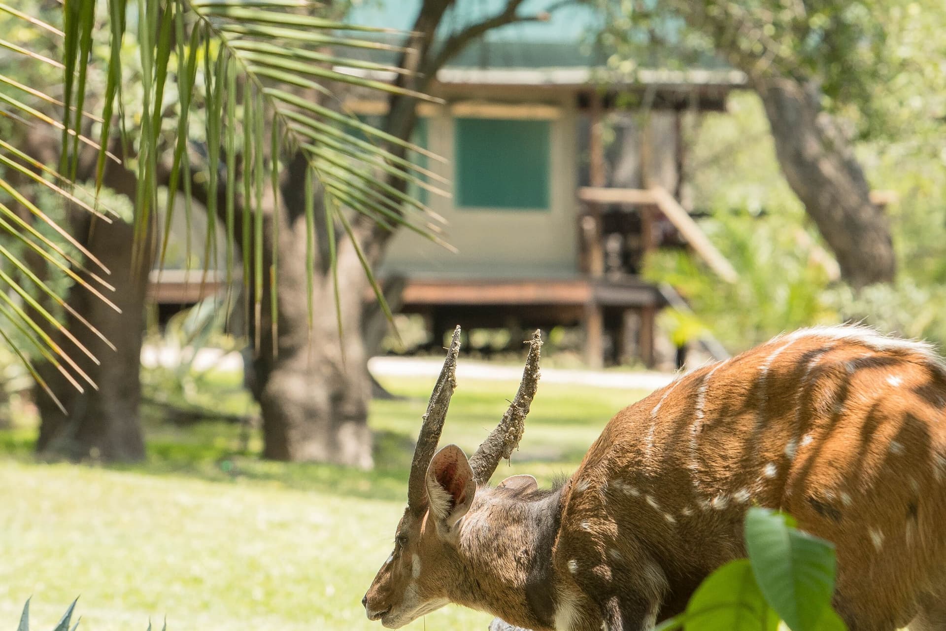 Upgrade: Xaro Lodge thumbnail