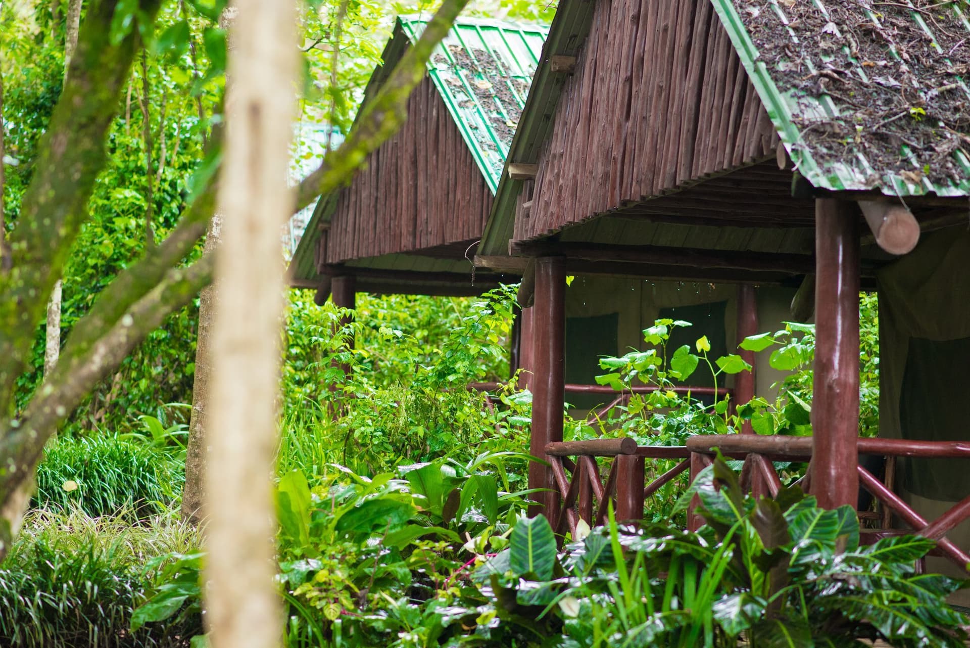 Kibale Forest Camp thumbnail