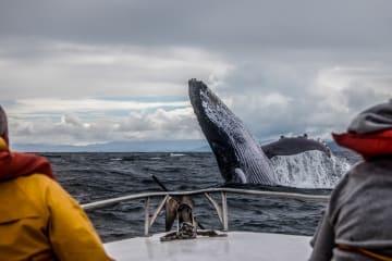 Whale Watching-Bootstour in der Bucht von Hermanus thumbnail