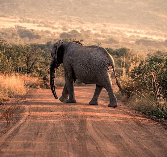 Südafrika Garden Route: Wildlife, Waves & Roadtrip Vibes