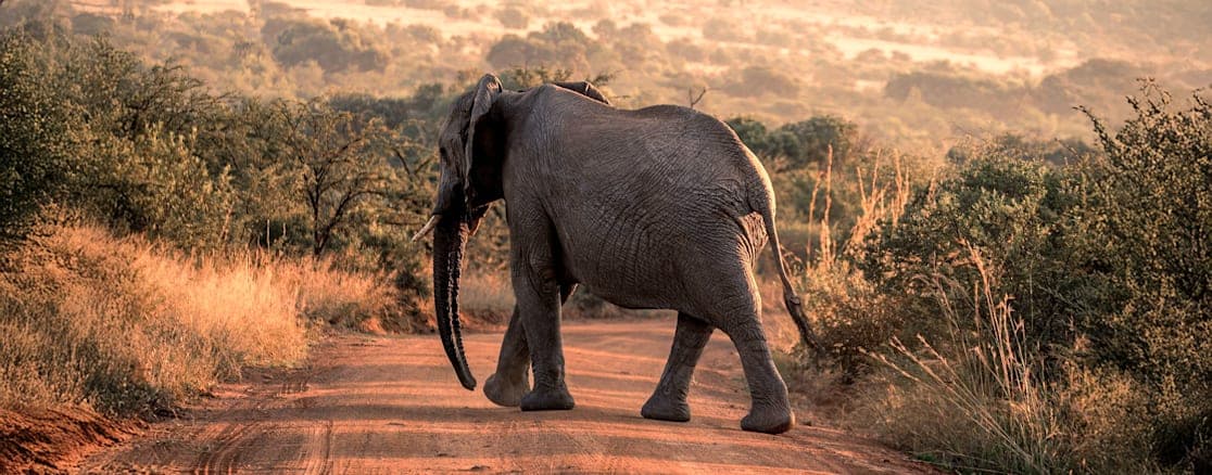 Südafrika Garden Route: Wildlife, Waves & Roadtrip Vibes