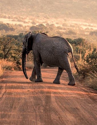 Südafrika Garden Route: Wildlife, Waves & Roadtrip Vibes