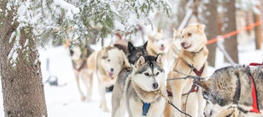 Finnisch Lappland: Snowy Forests & Husky Adventure