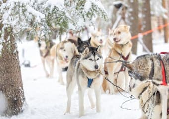 Finnisch Lappland: Snowy Forests & Husky Adventure