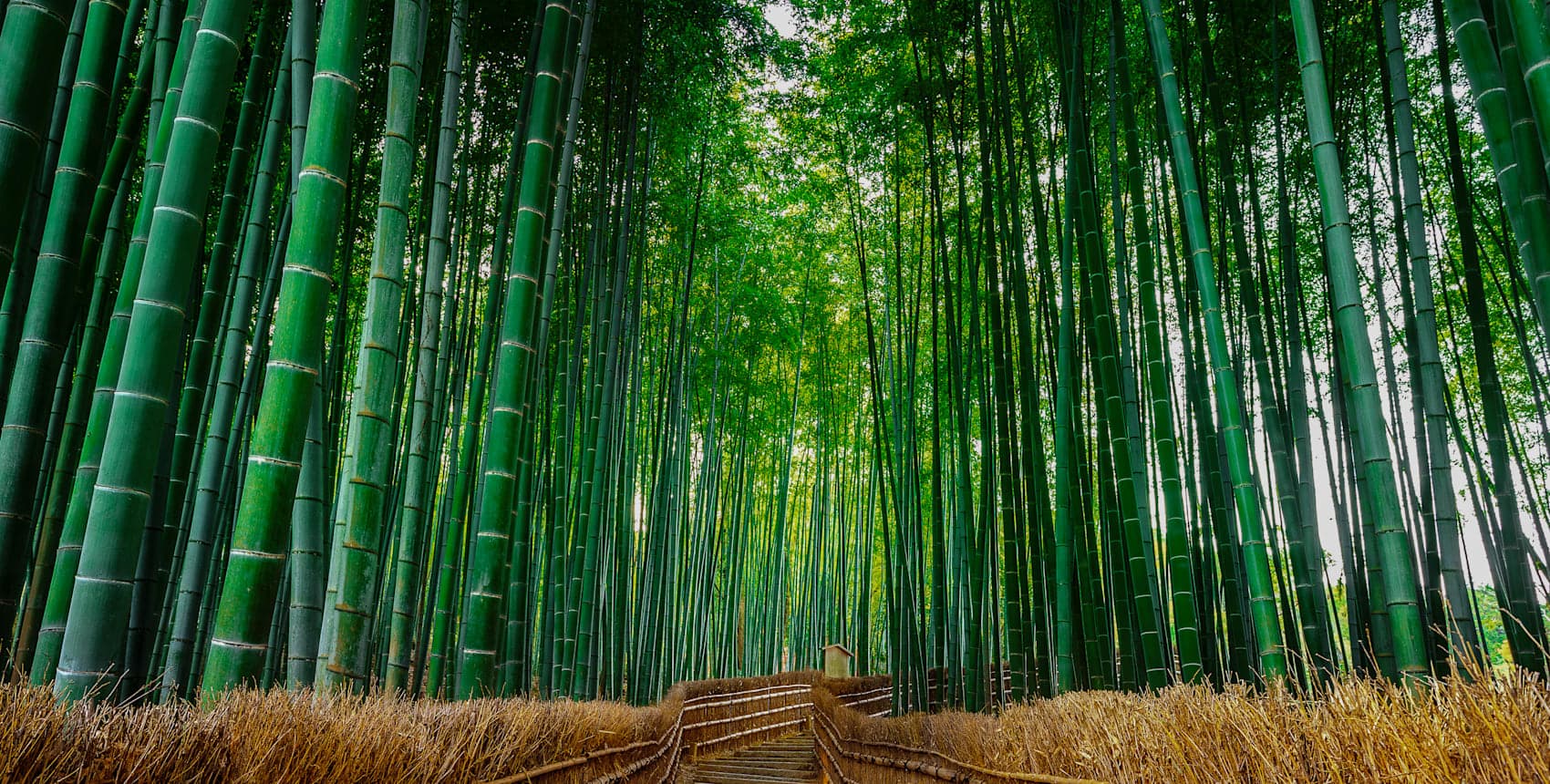 Explore Japan Cityhopping