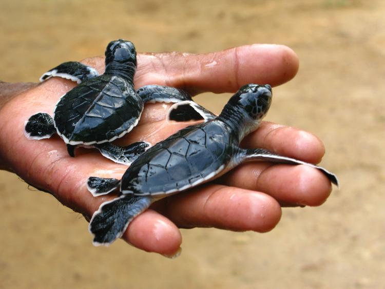 Unser Beitrag: Turtle Sanctuary!