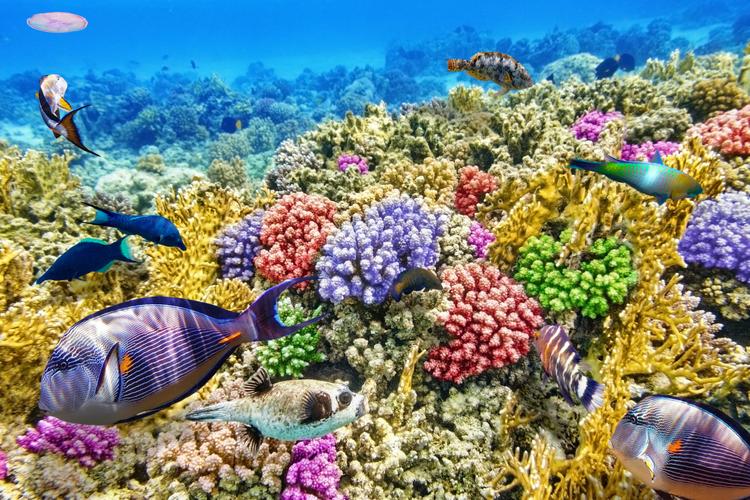 Unser Beitrag: Great Barrier Reef Foundation 