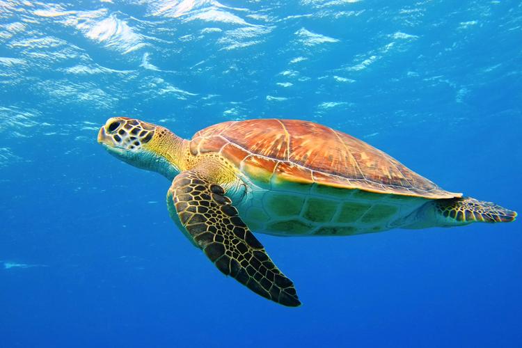 Meerwelten: Tierisch lebendig!