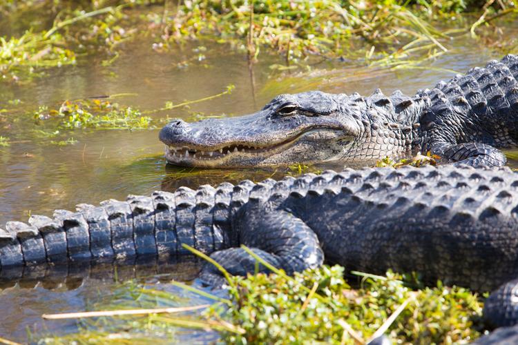 Everglades: Alligatoren hautnah! 