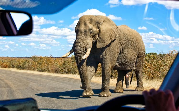 Augen auf: Vorfahrtsregeln auf Safari! 