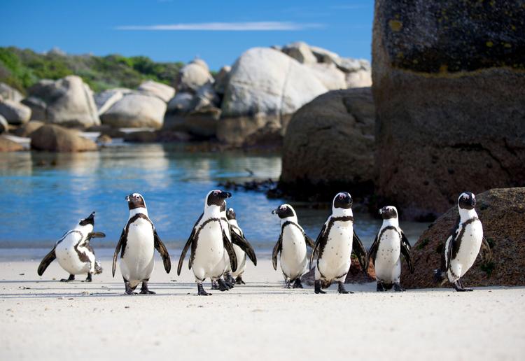 Boulders Beach: Pinguin-Paradies