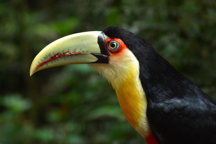 Wildlife: Südamerikas Natur 