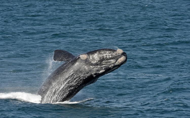 Spotted: Wale an Hermanus Küste