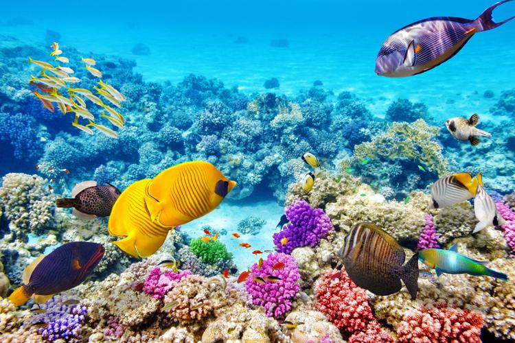 Unser Beitrag: Great Barrier Reef Foundation! 