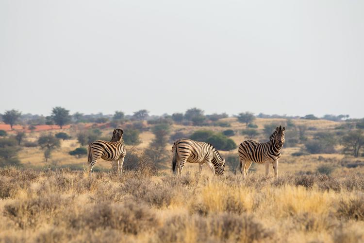 Zebras im Gras der Kalahari