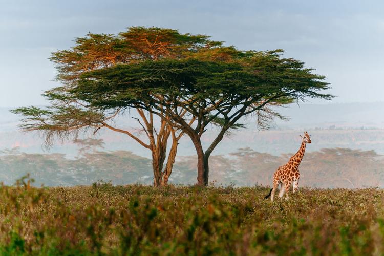 Typisches Bild: Giraffe auf Streifzug