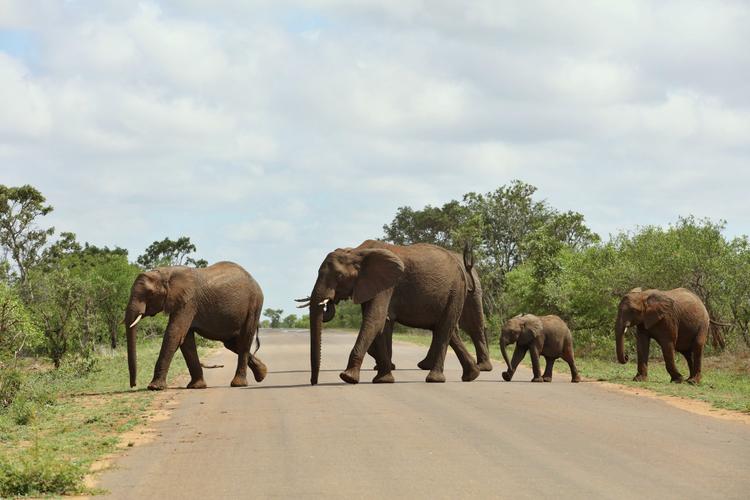 Vorfahrtsregeln auf Safari