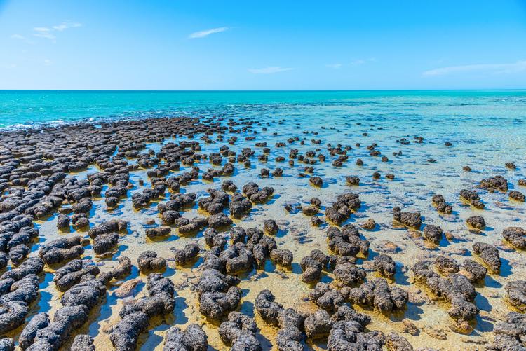 Hamelin Pool: Uralte Stromatolithen 