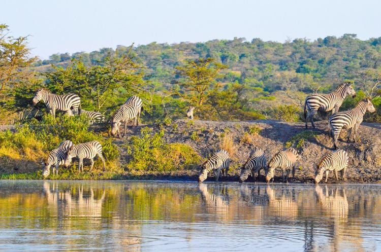 Durst stillen: Zebras am Lake Mburo