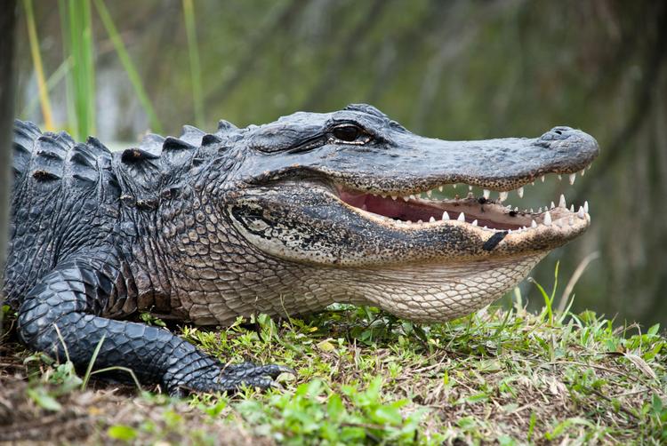 Adrenalinkick: Alligatoren hautnah