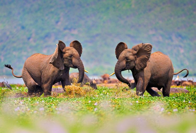 Elefantenschule: Wer ist der Stärkere?