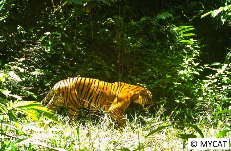 Unser Beitrag: Wildlife Society of Selangor