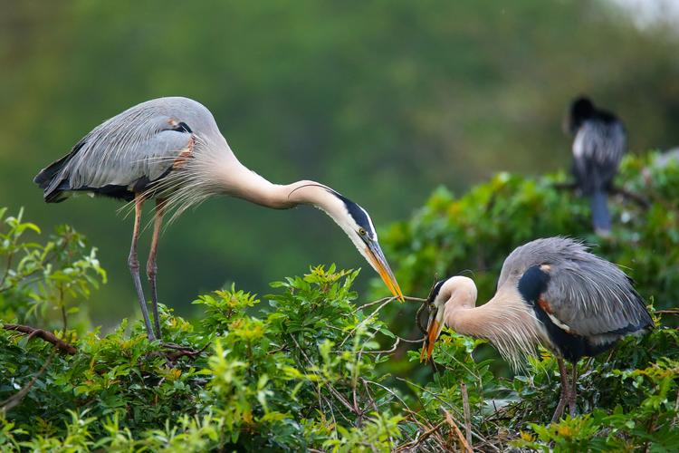 Florida Keys: Bunte Tierwelt