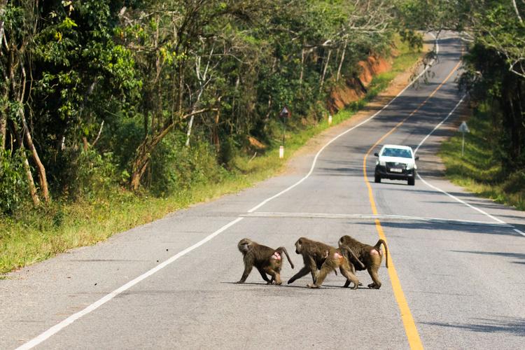Vorsicht: Affenbande auf Streifzug