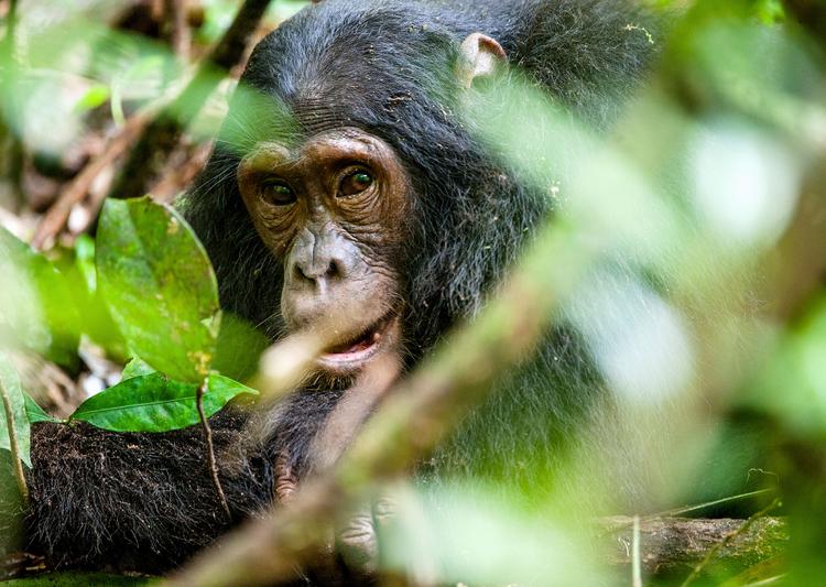 Spotted: Schimpanse im Dickicht