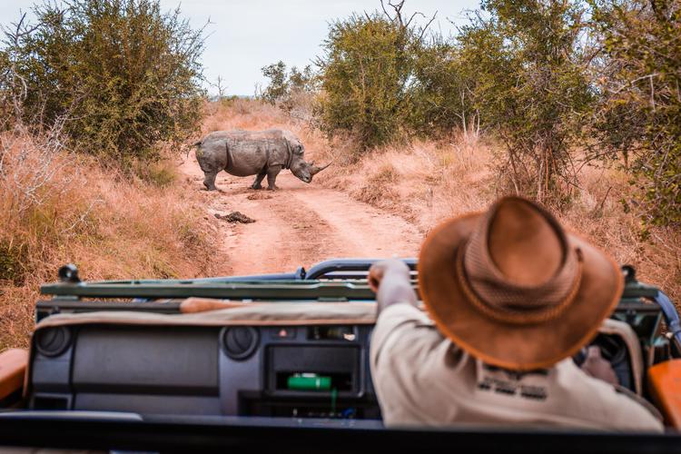Spotted: Seltene Rhino-Sichtung!