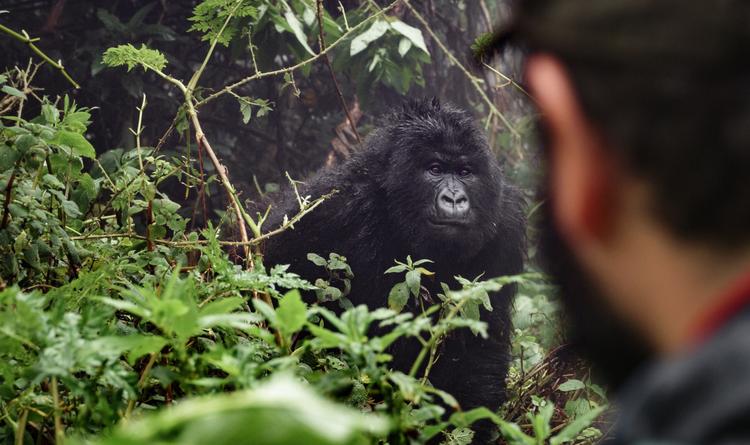 Blickduell: Im Angesicht des Gorillas