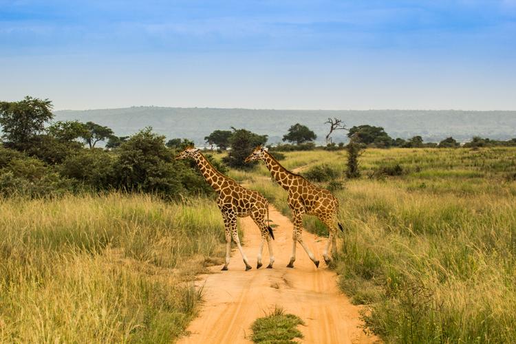 Im Doppelpack: Rothschild-Giraffe