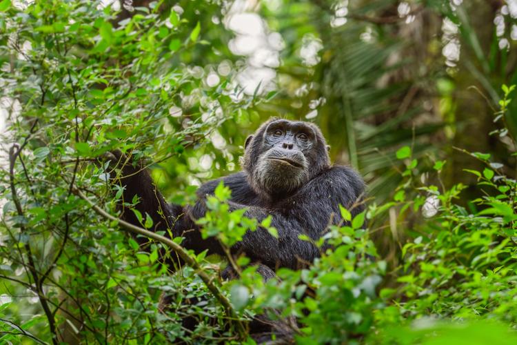Spotted: Schimpanse im Dickicht!