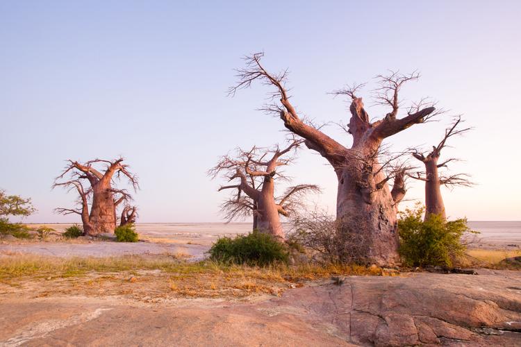 Kubu Island: Nur du & die Baobabs