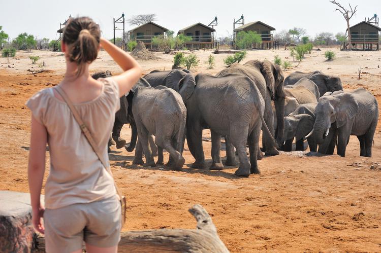 Einmalig: Elefanten Begegnungen