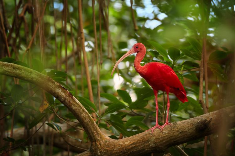 Caroni Swamp: Zum roten Ibis