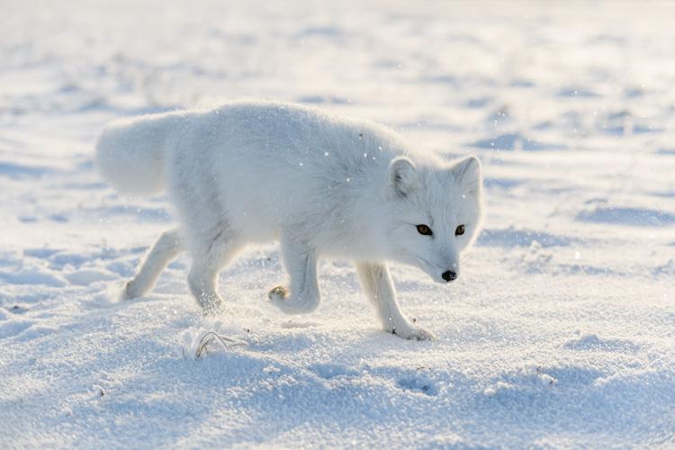 Gut getarnt: Arktischer Fuchs 