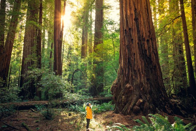 Sequoia: Riesige Mammutbäume 