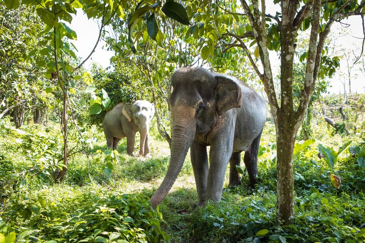 Sanfte Riesen: Elephant Sanctuary 