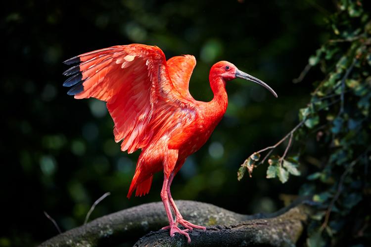 Leuchtend: Scharlachroter Ibis