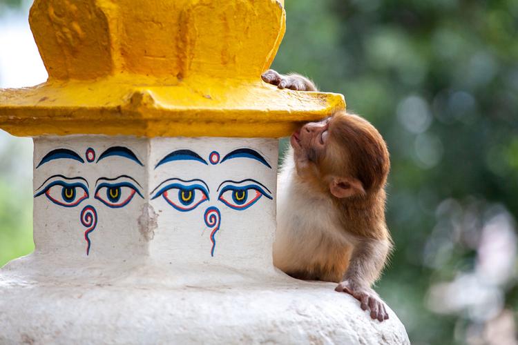 Swayambhunath: Tierische Besucher