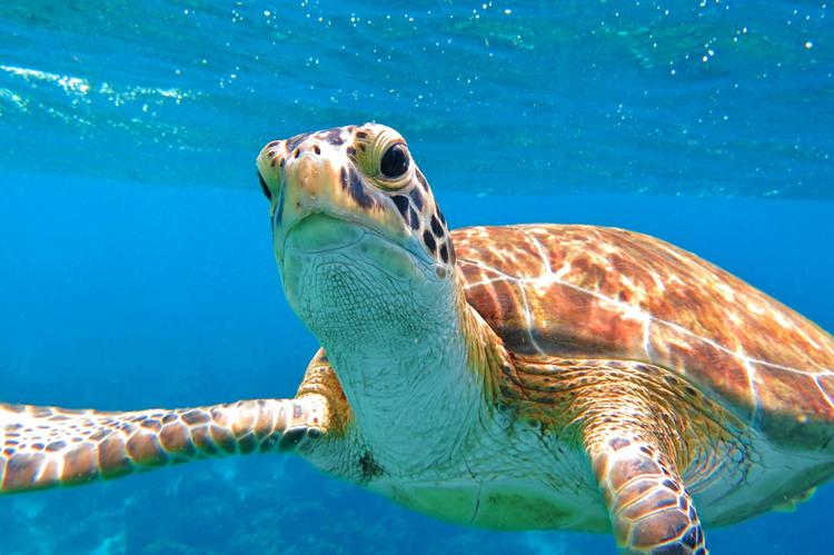 Sea Turtle: Einfach schwimmen