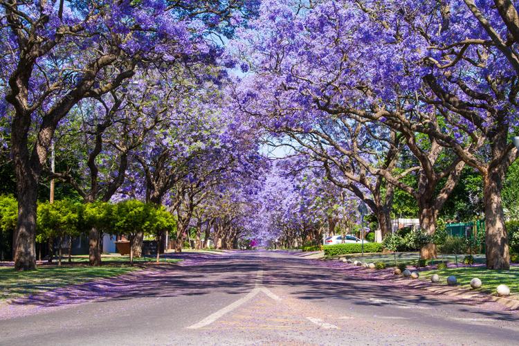 Pretty Pretoria: Jacaranda Bäume