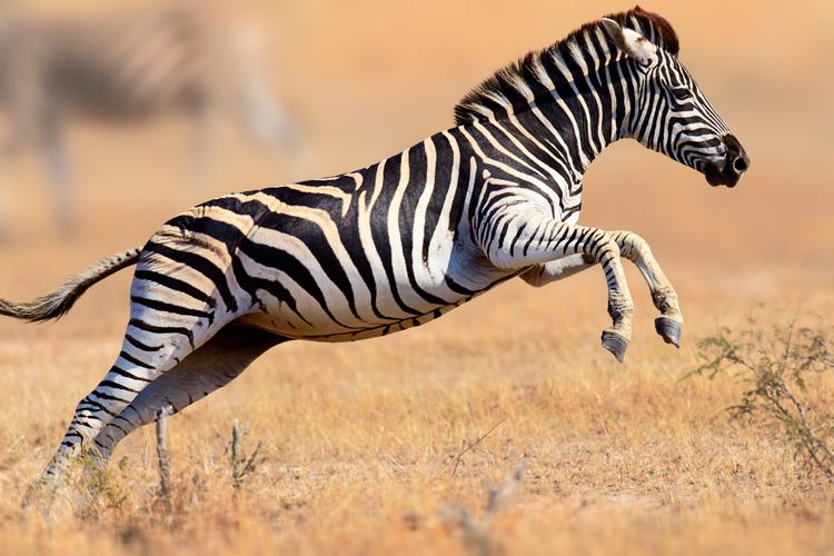 Springendes Zebra