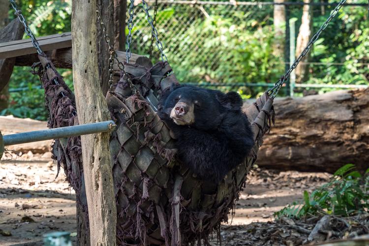 Chill out: Bear Rescue Center