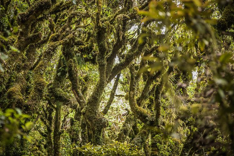 Goblin Forest Taranaki: Wie im Märchen