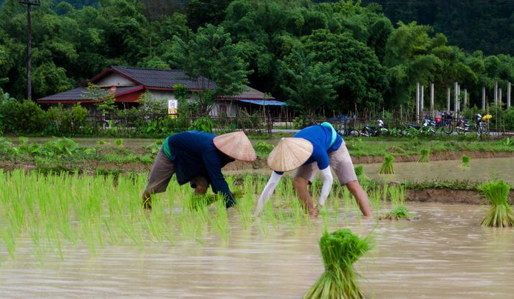 Rice to meet you: Beautiful laotian countryside 