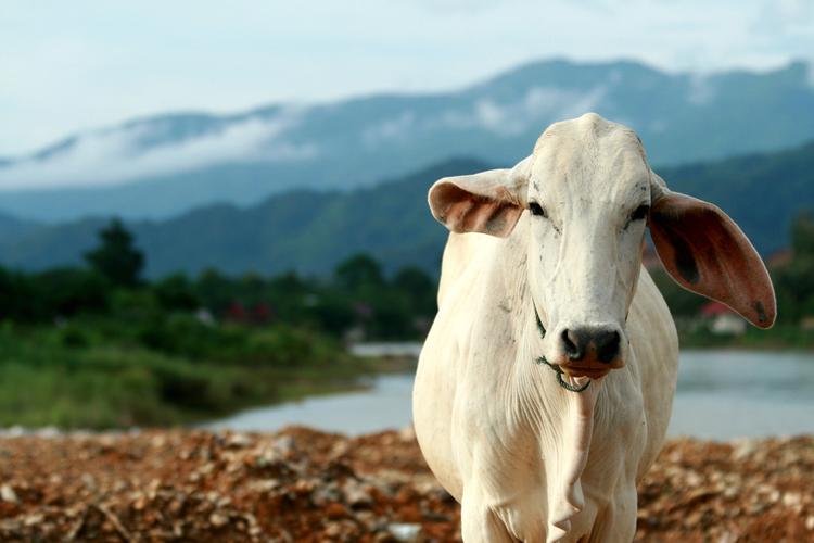Tierische Begegnung: Muhende Milchkuh am Mekong 