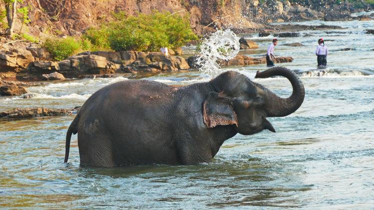 Time for a bath: Mit Elefanten baden gehen