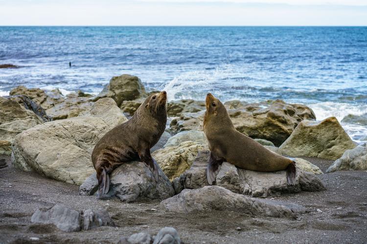 Spotted: Fur Seals Cape Palliser